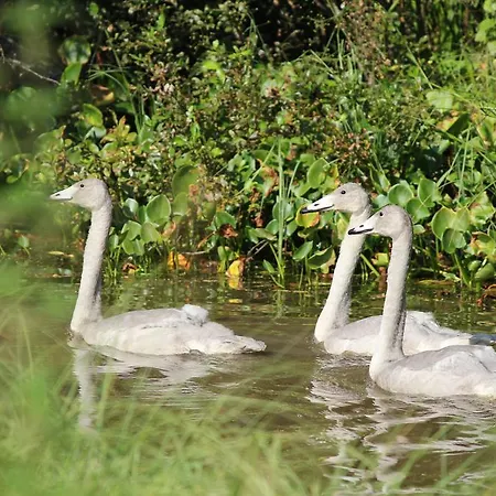 Kommee Kurki * Sastamala