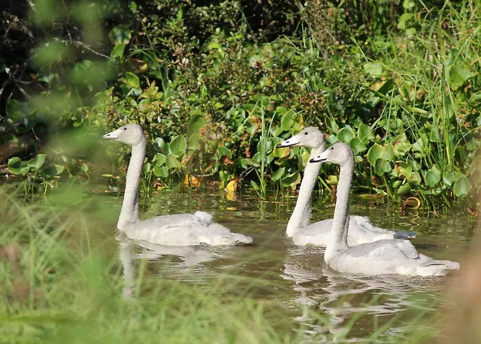 Kommee Kurki * 사스타말라