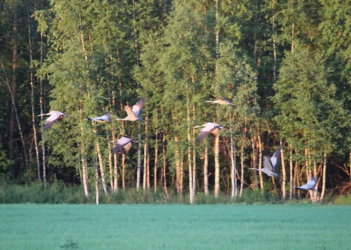 Kommee Kurki 사스타말라